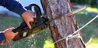 How Our Tree Care Process Works  in Ortonville, MN